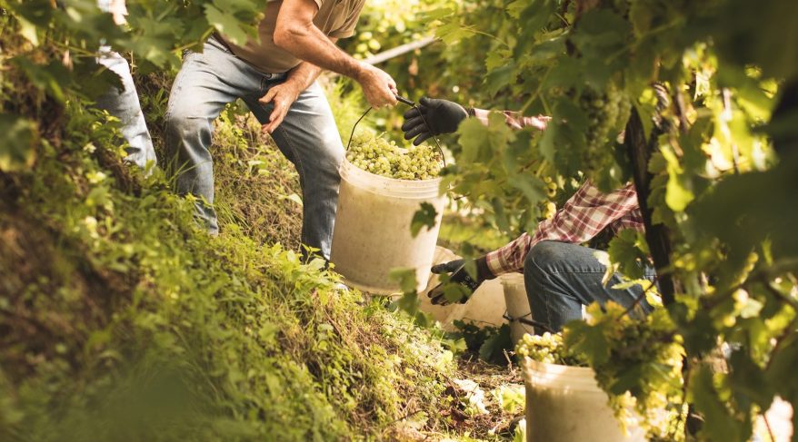 vendemmia-2017_ph-1.beatrice-pilotto-1700x944