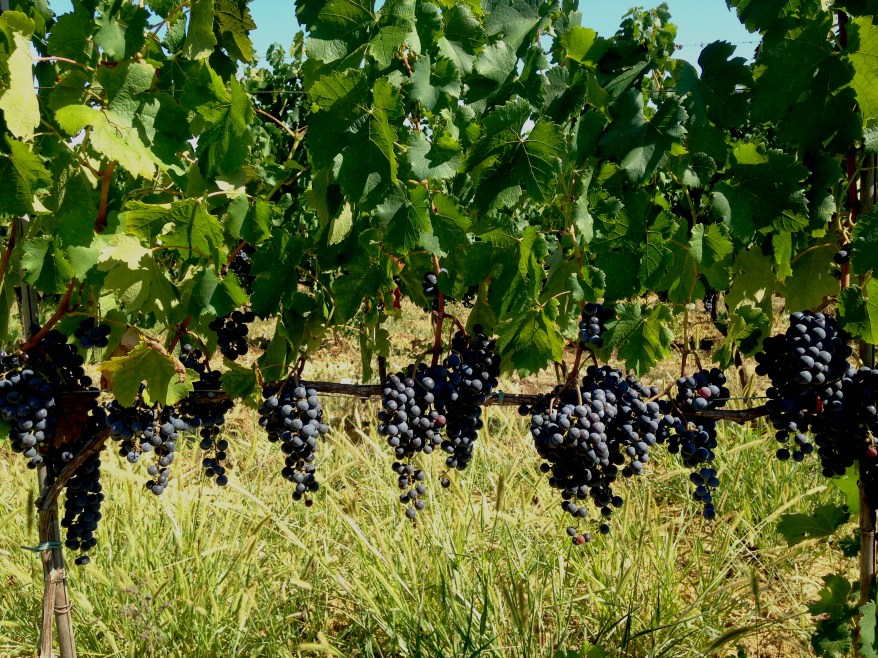 foto_4_autrice Laura Artuso