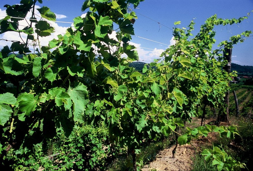 Schioppettino a luglio 1