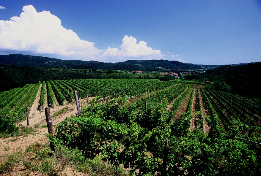 Vigneti a Prepotto 2